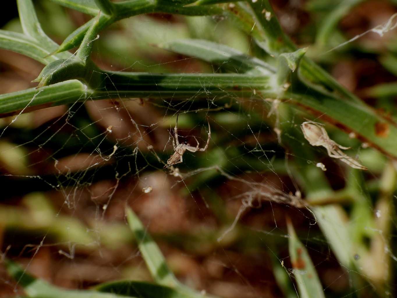 Una carrellata di Uloborus walkenaerius - Palau (OT)